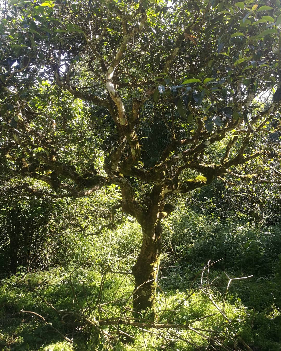 Ancient tea tree